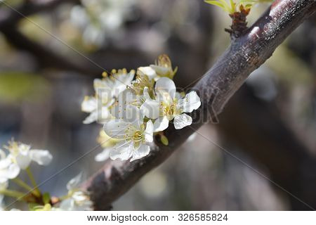Dragons Blood (sangue Di Drago) Plum Tree Flowers - Latin Name - Prunus Domestica Sangue Di Drago