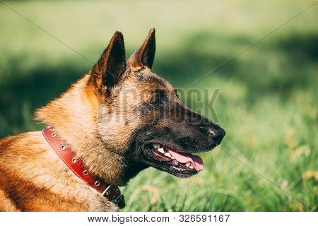 Malinois Dog Close Up Portrait. Well-raised And Trained Belgian Malinois Are Usually Active, Intelli