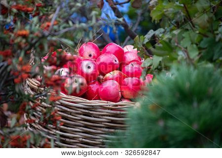 Large Basket Of Apples
A Large Basket Of Red Apples At The Fair In Moscow On Red Square