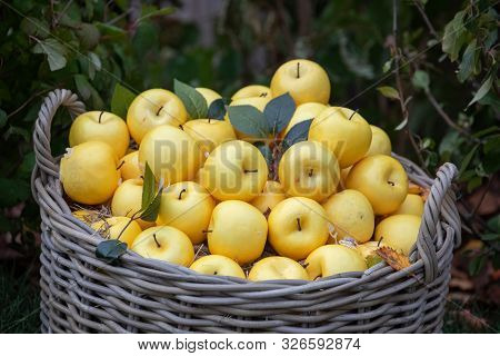 A Large Basket Of Yellow Apples At The Fair In Moscow On Red Square