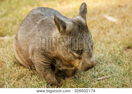 Southern Hairy-nosed Wombat