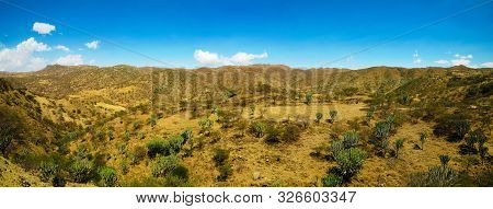 Landscape Of Filfil National Park With Euphorbia Candelabrum Succulent Plants In Eritrea