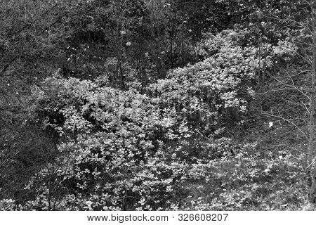 Park In Autumn In Black And White. Seasonal Background For Wallpaper Or Design.