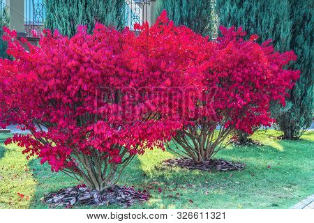 A Fragment Of The Autumn Park . Winged Euonymus Compactus Is A Perennial Shrub That Impresses With I