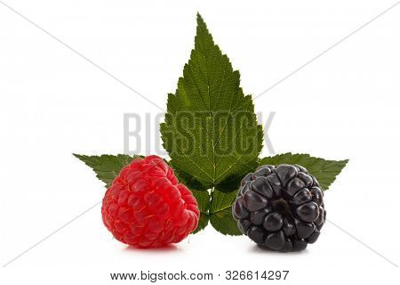 Extreme close-up image of raspberry and blackbery studio isolated on white background