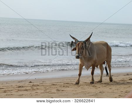 Holy Indian Cows Resting On The Sea Beach In North Goa. Cow Stands On The Sand.