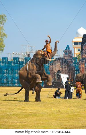 Elefant Hinterbeinen heben trainer