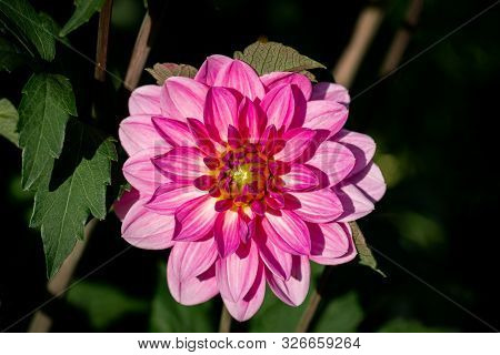 Detailed Close Up Of A Beautiful Purple And Pink Onesta Dahlia F