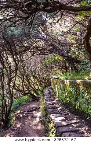 Hiking Path In Laurel Forest, Part Of Levada 25 Fontes In Madeira Island, Portugal. Irrigation Syste