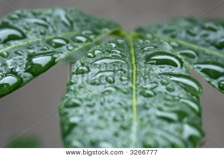 Foglia bagnato - View Macro