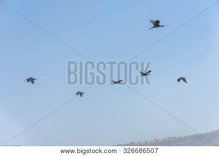 Glossy Ibis, Plegadis Falcinellus Group In The Blue Sky. Bird Watching In Hula Valley In Northern Is