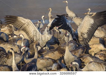 Common Crane In Birds Natural Habitats. Flocks Of Migrating Birds In Nature Reserve