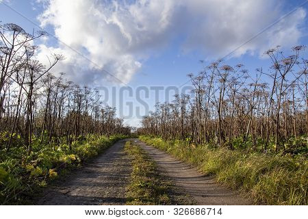Road Passes Through An Abandoned Field With A Giant, Toxic Hogweed (heracleum) Or The Cow Parsnip, A