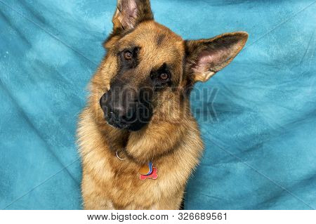 Studio Portrait Of German Shepherd Dog Against Blue Background, With Quizzical Face And Tilted Head 