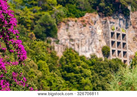 Blooming Bougainvillea Branch, Supporting Construction With Multiple Square Shapes Holding Overgrown