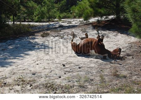 Wild Horses Of Assateague Island, East Coast Of The United States, ,maryland.