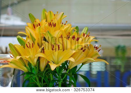 Yellow Lys Flowers At The Plantation In Dalat, Vietnam.