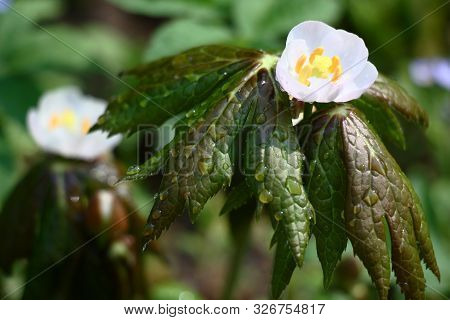 In A Garden Has Blossomed Podophyllum.among Large Green Leaves There Were White Flowers.