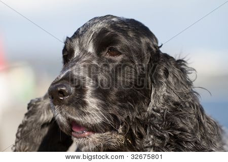 Cocker