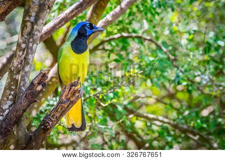 A Green Jay In Laguna Atascosa Nwr, Texas