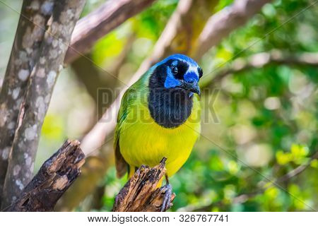 A Green Jay In Laguna Atascosa Nwr, Texas