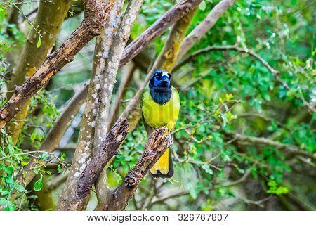 A Green Jay In Laguna Atascosa Nwr, Texas