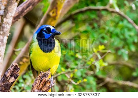 A Green Jay In Laguna Atascosa Nwr, Texas