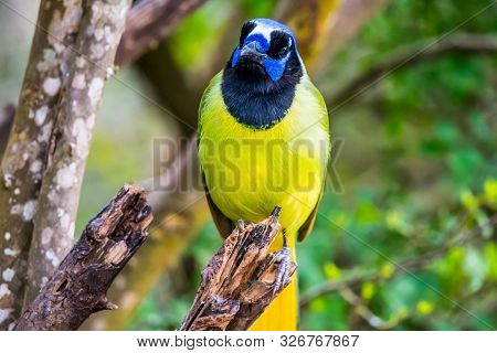 A Green Jay In Laguna Atascosa Nwr, Texas