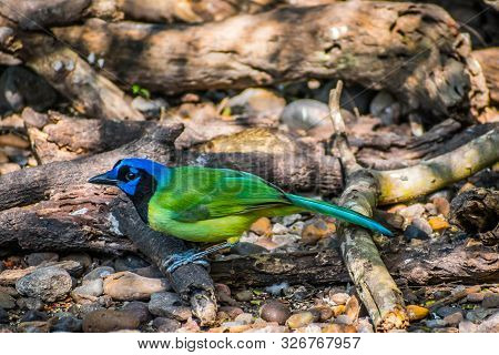 A Green Jay In Laguna Atascosa Nwr, Texas