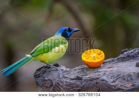 A Green Jay In Laguna Atascosa Nwr, Texas