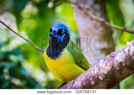 A Green Jay In Laguna Atascosa Nwr, Texas