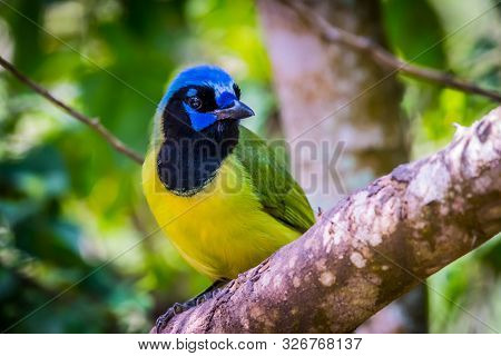 A Green Jay In Laguna Atascosa Nwr, Texas