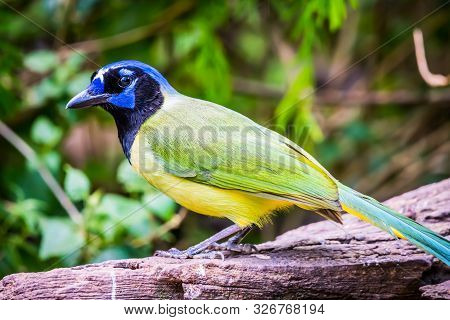 A Green Jay In Laguna Atascosa Nwr, Texas
