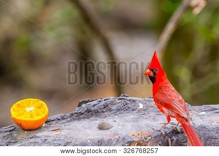 A Northern Cardinal In Laguna Atascosa Nwr, Texas