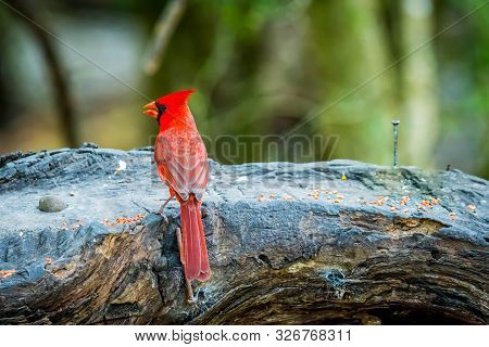 A Northern Cardinal In Laguna Atascosa Nwr, Texas