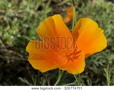 California Poppy (eschscholzia Californica), Golden Poppy, California Sunlight, Cup Of Gold Or Der K