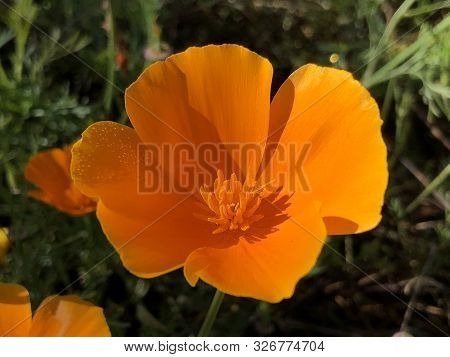 California Poppy (eschscholzia Californica), Golden Poppy, California Sunlight, Cup Of Gold Or Der K