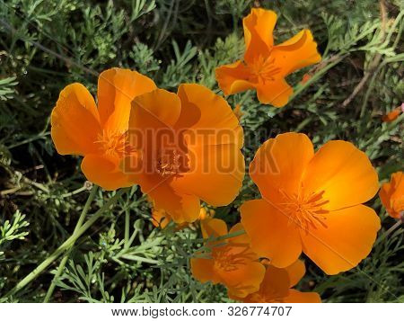 California Poppy (eschscholzia Californica), Golden Poppy, California Sunlight, Cup Of Gold Or Der K