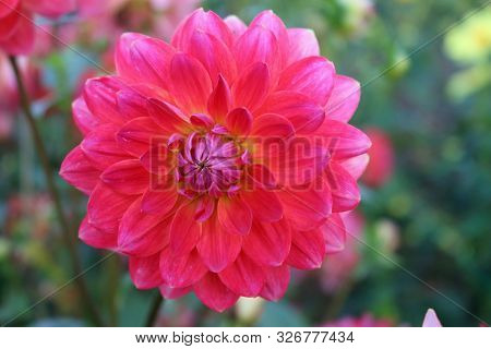 Pink With Yellow Tinge In The Centre Of A Dahlia Variety Kilburn Rose Flower, With A Background Of B