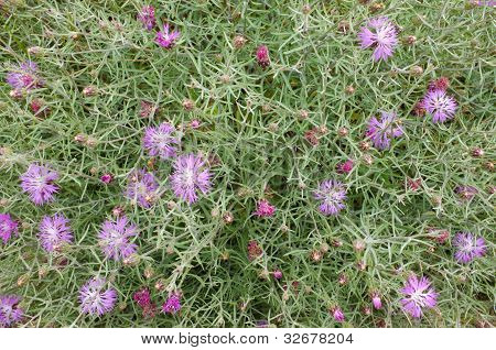 Starthistle