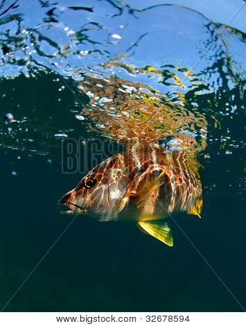 Pargo de maestro bajo el agua