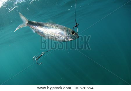 Sardine pesce esca sul gancio