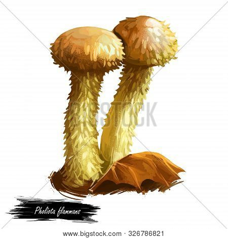 Pholiota Flammans Or Flame Scalecap Mushroom Closeup Digital Art Illustration. Boletus Has Golden Ye