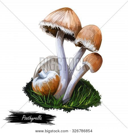 Genus Psathyrella Mushroom, Fungus Closeup Digital Art Illustration. Boletus Has Drab Colored Cap An