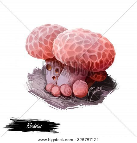 Rhodotus Palmatus Or Netted Rhodotus, Rosy Veincap Or Wrinkled Peach Mushroom Closeup Digital Art Il