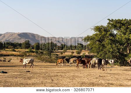 Brahman Or Zebu Bulls Near The Blue Nile Falls, Tis-isat In Ethiopia