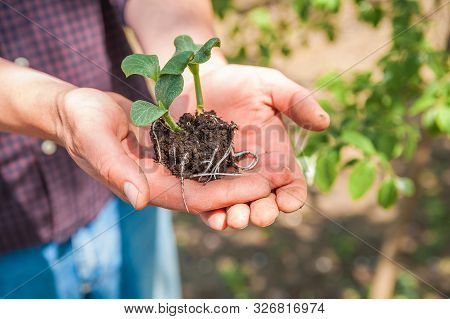 Transplanting Plants Illustration Of Procedures And Tools For Caring For Indoor Plants. Soil Prepara