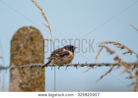 Male Stone Chat Bird On A Barbed Wire Fence