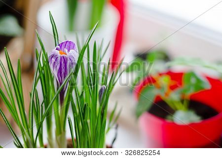 Beautiful Purple Crocus Flower Blooming In A Pot