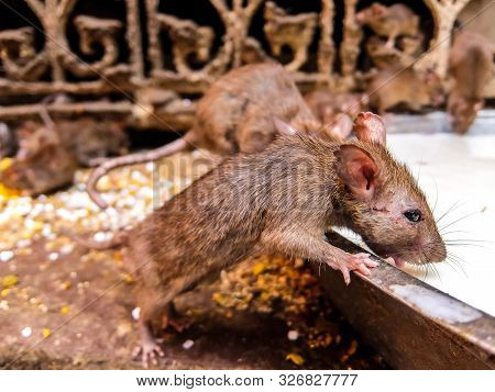 Rats Drink Milk In Famous Karni Mata Temple, Deshnok, India.